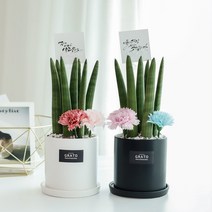 그라토 산세베리아 스투키 모던 고급 화분 실내공기정화식물 집들이선물, 화이트