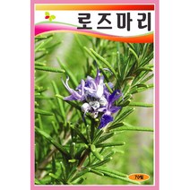 씨앗 로즈마리 70립