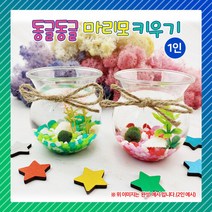 [생태관찰]동글동글 마리모 키우기1008810, 단품
