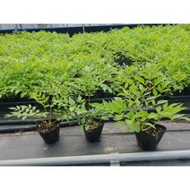 여름두릅 포트묘 묘목 채소 모종, 1개