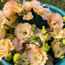 [씨앗]리시안서스(꽃도라지)-보야주1형 샴페인 20립