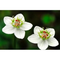 화분용 꽃모양 매력적 물매화 종자 50립 다년생야생화씨앗 꽃씨파는곳 파종
