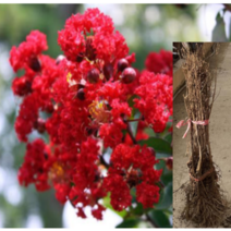 (성실D)신품종배롱나무(다이너마이트)삽목2년 2그루, 2개