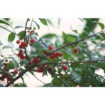 보람농자재 이스라지(산앵두)나무, H1.0(1m), 1개