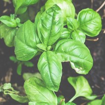 [프랑스와즈] 천연 아로마 에센셜오일 10ml, 바질 에센셜오일