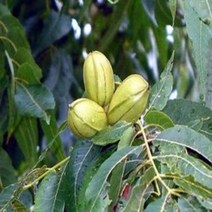 피칸나무/케이프피어/접목1년/묘목/kk2198