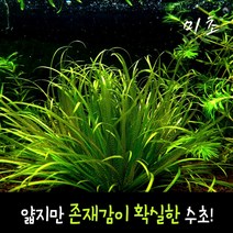 라지펄그라스 추천 순위 베스트 90