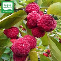 꾸지뽕 열매 1박스(5kg) 냉동 구찌뽕 구지뽕 친환경 무농약 국산 덕진마을농장