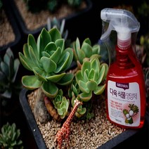 다육식물 영양제 다육이 보호제 비료, 1개