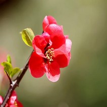 충주원예조경/명자나무/1m/개화주/10주, 주