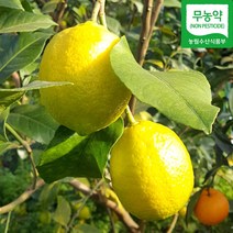 인기 제주도,레몬 추천순위 TOP100