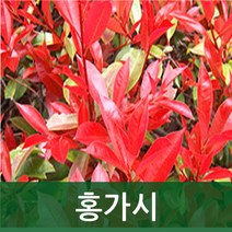 순희농장 홍가시레드로빈 홍가시묘목 레드로빈홍가시나무묘목, 홍가시분(130cm전후), 1개