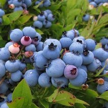 블루베리 나무 묘목 - 블루레이 삽목4년 결실주(분) 1개