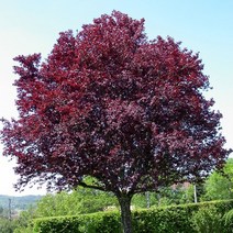 자엽자두나무 묘목 - 접목1년 뿌리묘 1개