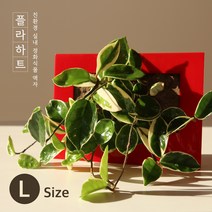 플라하트 라지(L사이즈) 식물액자 액자화분 벽걸이화분 인테리어 벽면녹화 실내공기정화식물, 미포함, 화이트