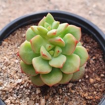 [다육식물]탱고, 1개