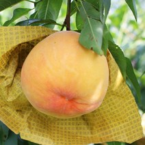 경북 영양 찬이슬 황도 복숭아 4kg(8-10과), 단품