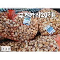 무스카리 20개 사전예약받아요, 보라색