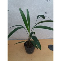 [근이네식물원]관음죽소품