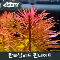 [수초교실] 포인트수초 판타날레드 핀네이트 2촉