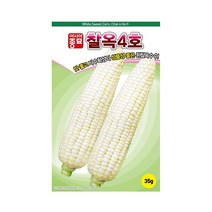 흰색 찰옥 4호 옥수수 씨앗 100립 옥수수 씨 종자