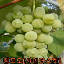 청포도(샤인머스켓)삽2년특묘 포트 1그루 샤인머스켓묘목 나무 묘목