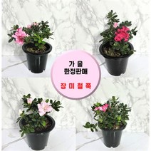 장미철쭉 랜덤색상 철죽 철쭉꽃 립불 철쭉나무, 1개