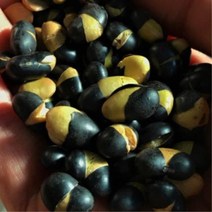 서리태콩물 검은콩 볶은 가루 분말 대용량 500g, 서리태콩물(분말) 500g