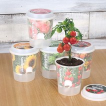 에브리데이쇼핑그로우 톡톡 - 마음을 노크하는 작은 정원 화분키우기 해바라기키우기 꽃키우기 메리골드키우기 봉선화키우기+dpqmflepdl, 골라주세요@해바라기