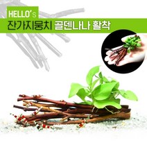 헬로아쿠아 모음)심쿵 수초아이템 160종 쉬운수초 어항장식 열대어 어항꾸미기 수족관꾸미기, 48번) 잔가지뭉치 골덴나나 활착