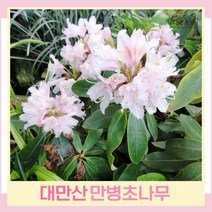 만병초나무 묘목 아까보쉬 대만산 만병초 4치포트 4개