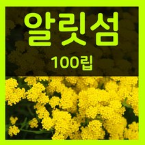 알리섬씨 100립 알리섬 씨앗 알릿섬 꽃 씨 종자 파종