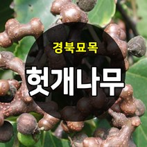 [경북농원] 헛개나무묘목 약용수 특용수