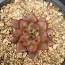 [메카다육]38-1012 메리나(에케베리아) 화분포함 다육식물 선인장 다육금 다육철화 두들레야 아프리카식물 코노피튬 하월시아 수입다육이 국민이, 1개