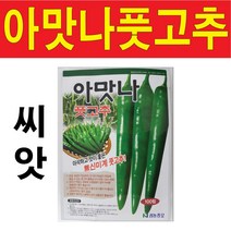 아맛나 풋고추씨앗 100알 안매운 오이고추 씨앗