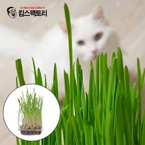 고양이 캣닙 2개 화분재배세트 펫모닝 캣닢키우기세트, 1