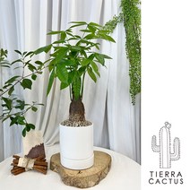 공기정화 식물 1위 중형 파키라 - 화분 2type, 화이트 롱세라믹L(받침포함)