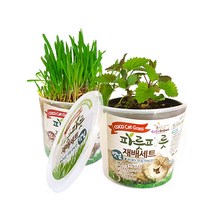 캣그라스 키우기 고양이 먹어도 되는 식물 캣닢 귀리 새싹보리 씨앗 세트, 보리
