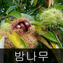 밤나무 옥광 대보 포르단 접목 1년생 중묘 상묘, 대보 접목 1년 중묘