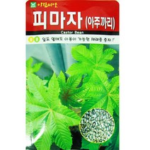 피마자(아주까리)씨앗 50립