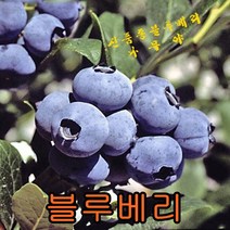 블루베리(신품종)4년특결실주+전용흙5리터 나무 묘목 블루베리나무 꽃나무 과일나무
