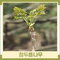 두릅나무 묘목 참두릅 근삽1년생 뿌리묘 3개