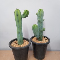 용신목 용심목 자구1개 수형랜덤