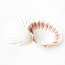 조개껍질 고둥 소라 불가사리 껍데기모음, 15 부채조개-흰색 [1입]