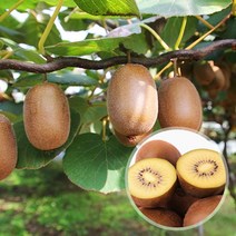 해남 참다래 골드키위 5kg 중과 68과내외 75g내외, 단품