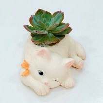 러블리 고양이 다육 화분 꽃병 테라스 베란다 전원 정원 꾸미기 실내 인테리어 마당 공간, 크다, 레저타임세트(대야+흙+백봉)