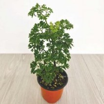 폴리셔스 폴리시아스 키우기쉬운 실내공기정화식물 공, A^상품선택B^