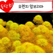 [물멍초] 이런 암브리아 봤어? 오렌지 암브리아 3촉 예쁜 수초 키우기