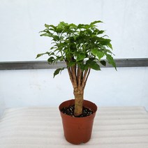 미스터플랜트 녹보수 돈나무 재물나무, 1개