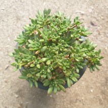 [수암다육] 소인제 랜덤발송 Aeonium sedifolium 랜덤발송 다육 다육이 다육식물